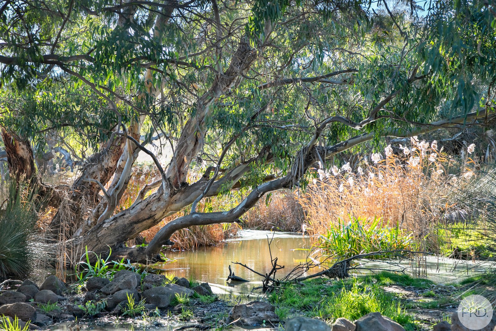 598 Steiglitz Road SUTHERLANDS CREEK 16