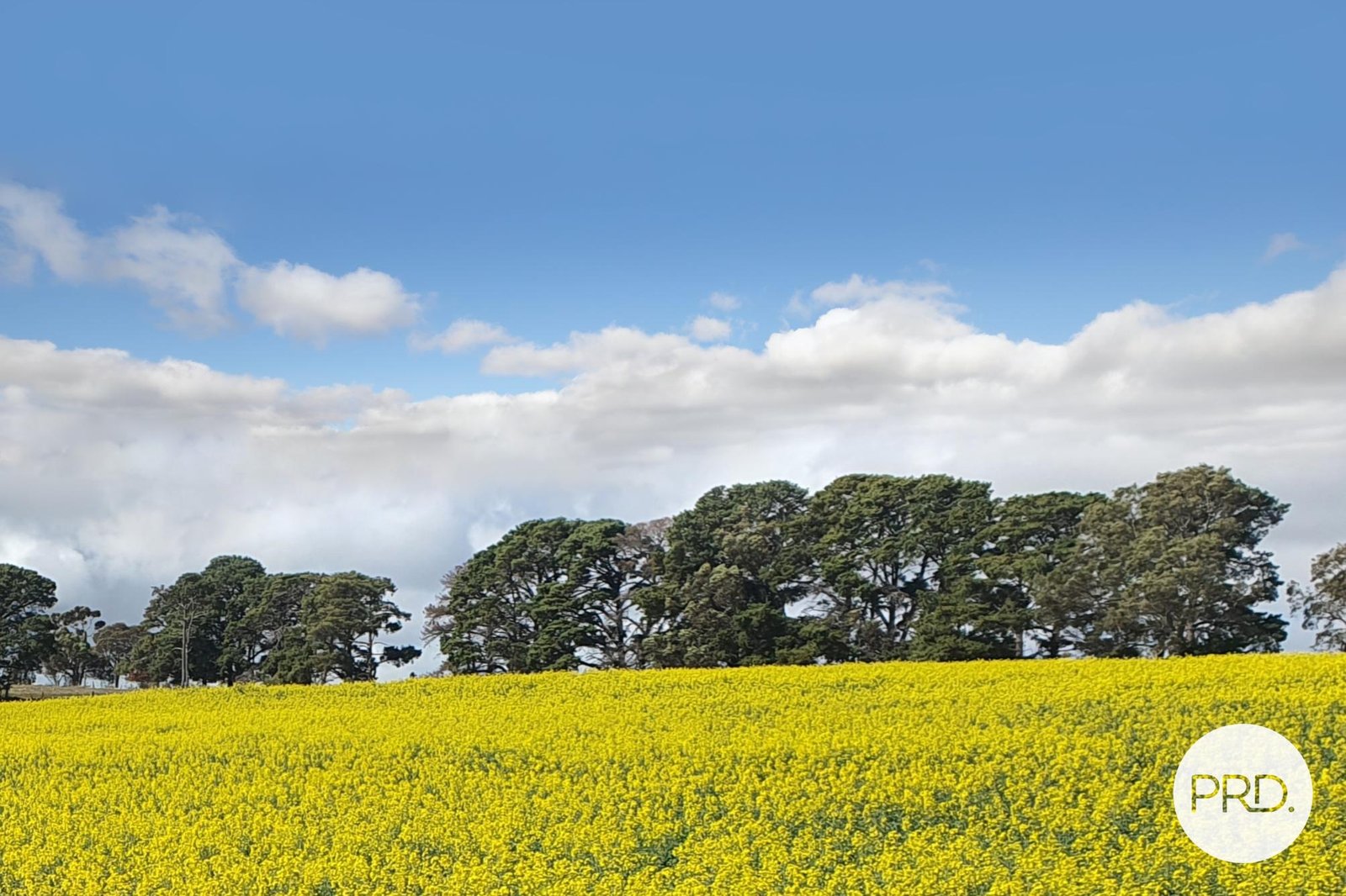 598 Steiglitz Road SUTHERLANDS CREEK 17