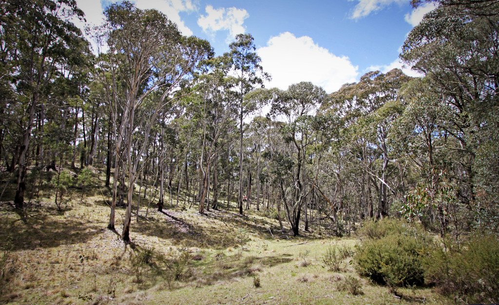 6 Moody's Hill Road TUMBARUMBA 10