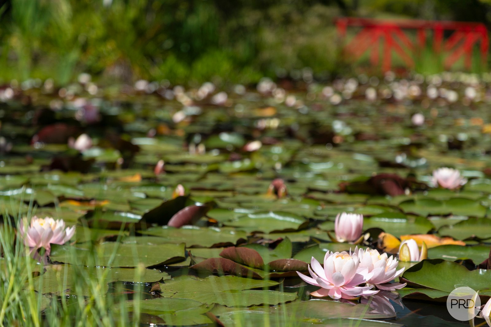 6 Mount Helen Drive MOUNT HELEN 28