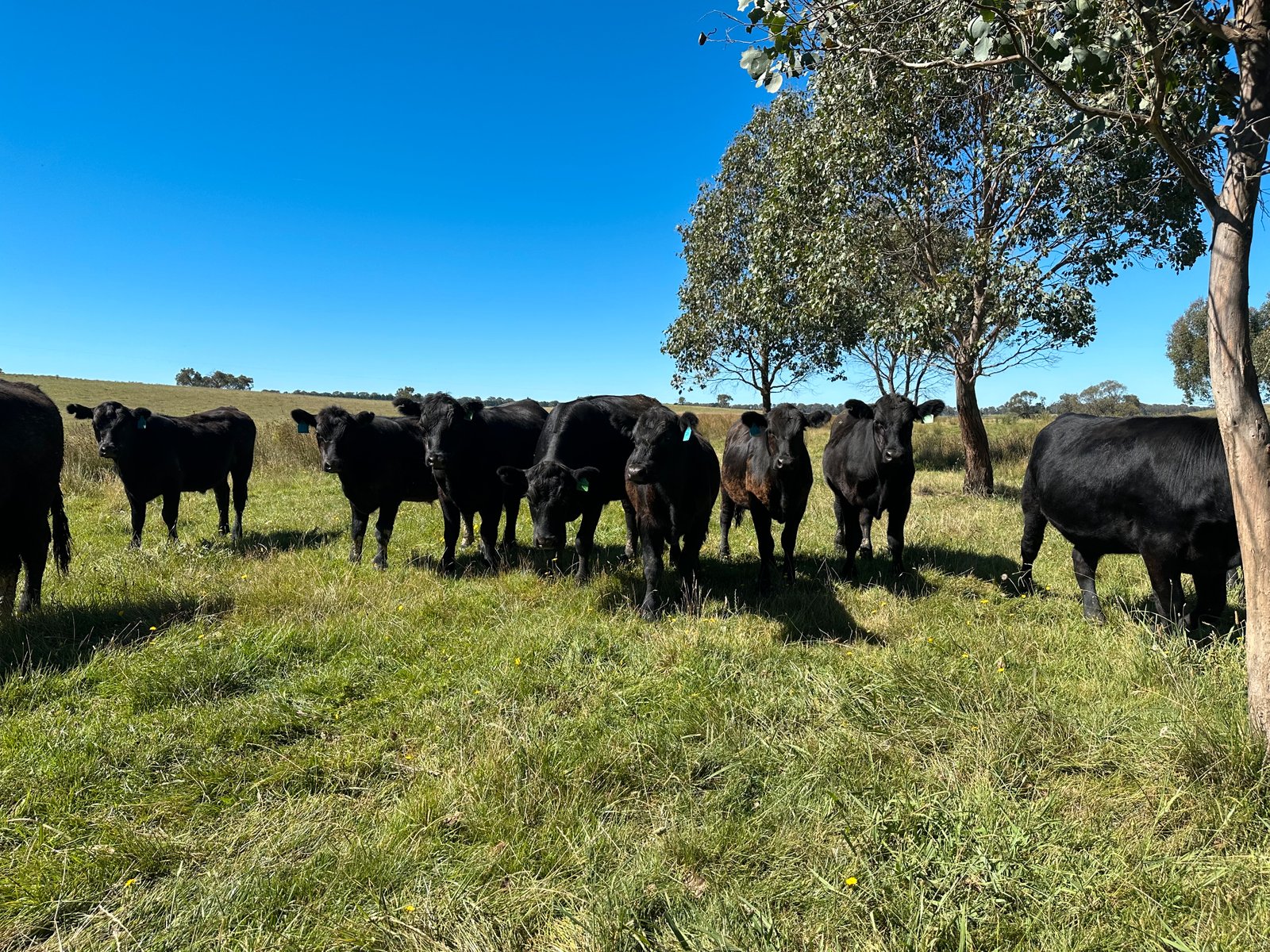 6 Wolseley Park Road TUMBARUMBA 15