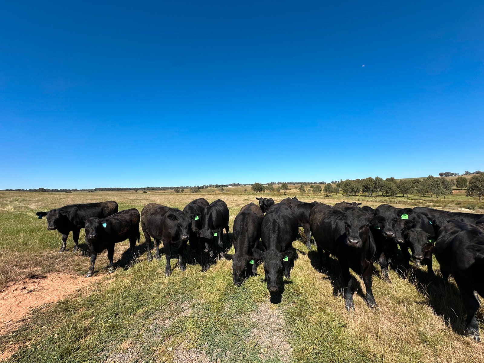 6 Wolseley Park Road TUMBARUMBA 16