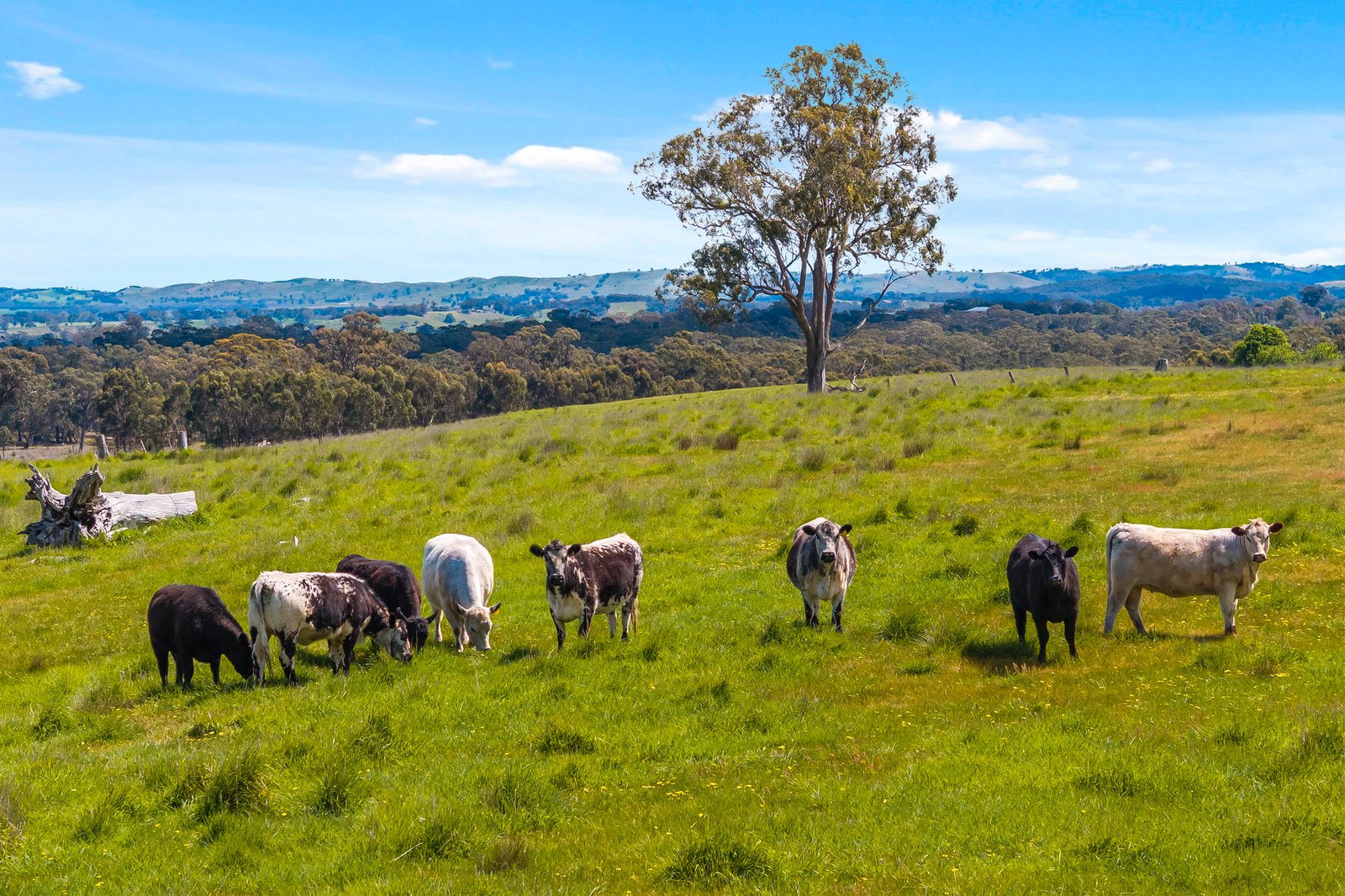 Real Estate and Property in 60 Cameroos Lane, Broadford, VIC