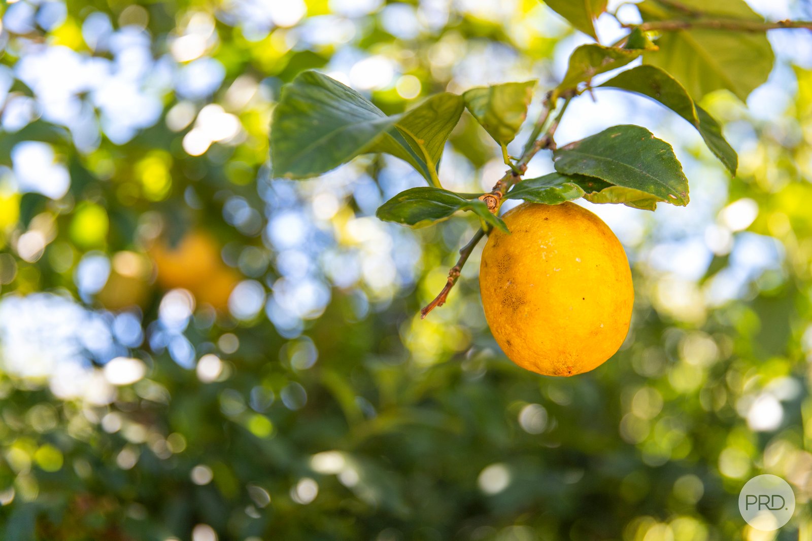 60 Lake Gardens Avenue LAKE GARDENS 15