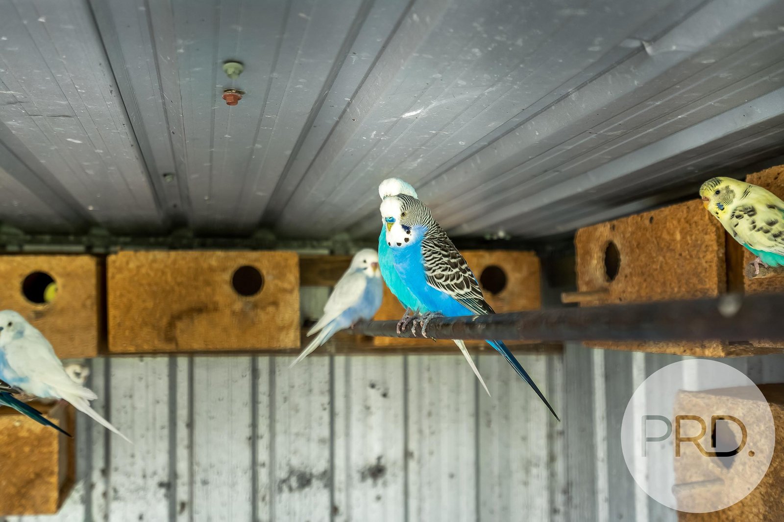 60 Roaring Beach Road SOUTH ARM 19