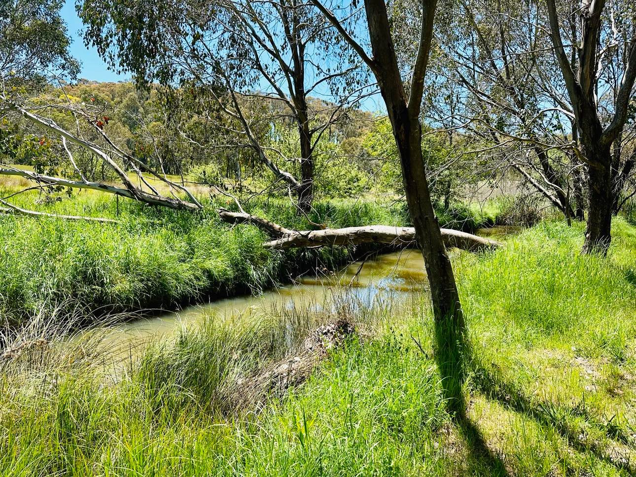 601 McEachern Lane TUMBARUMBA 7