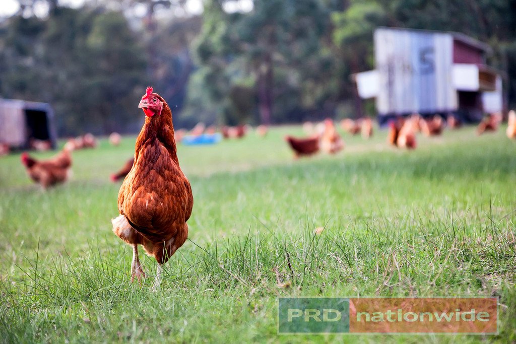 61 Egerton-Bungeeltap Road MOUNT EGERTON 21