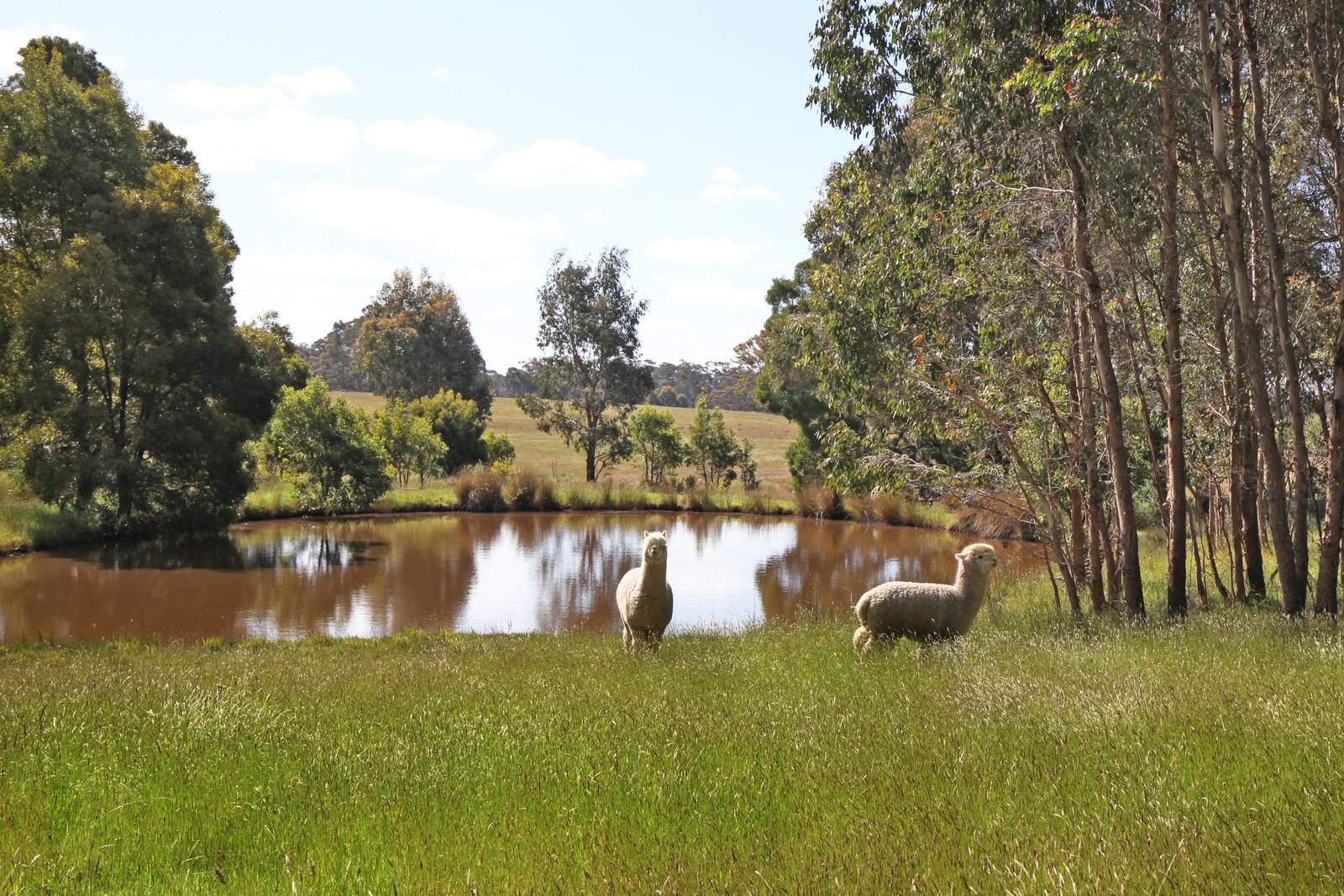 Real Estate and Property in 620 Ashbourne Road, Ashbourne, VIC