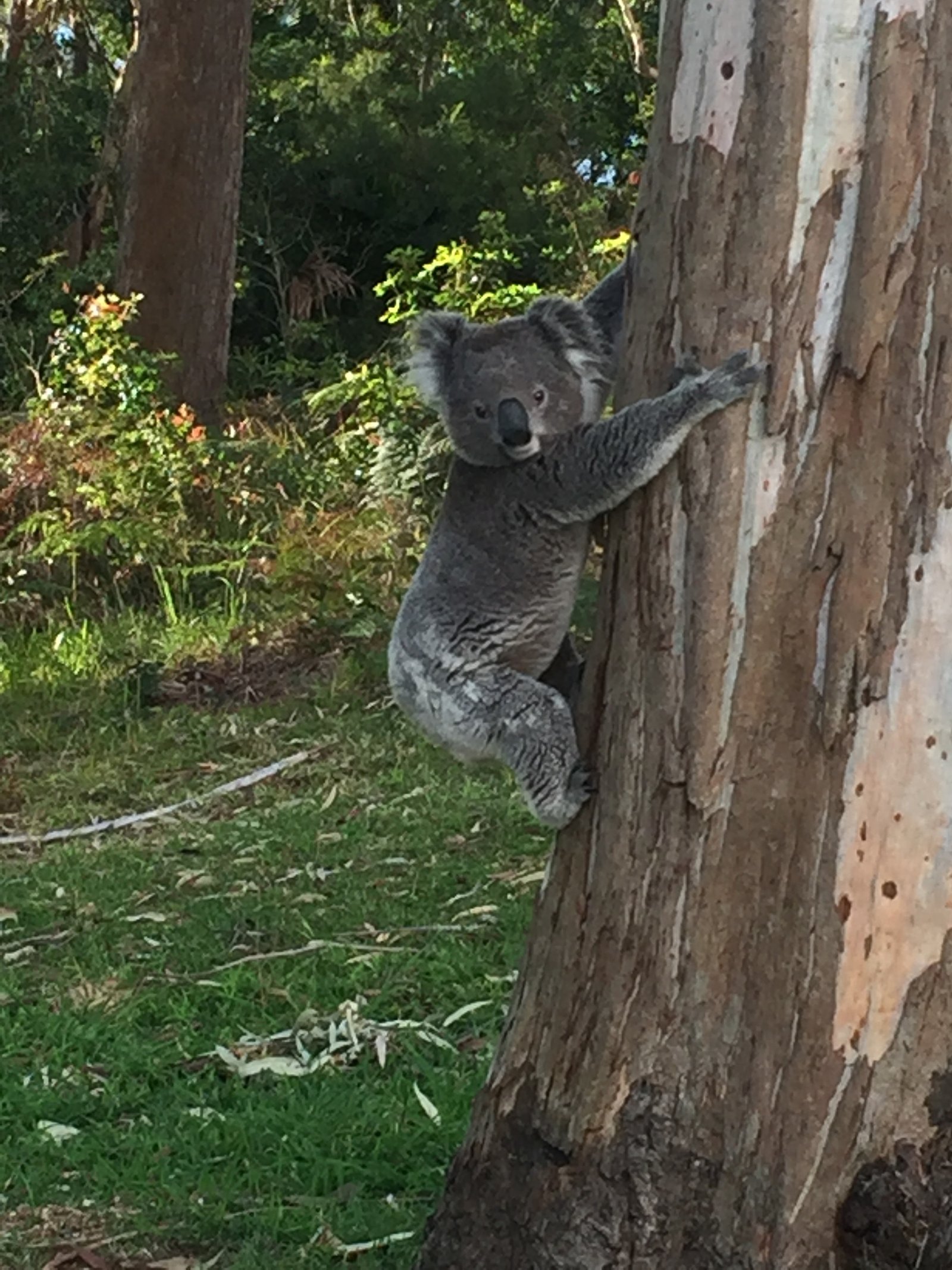 63 Kent Gardens SOLDIERS POINT 5