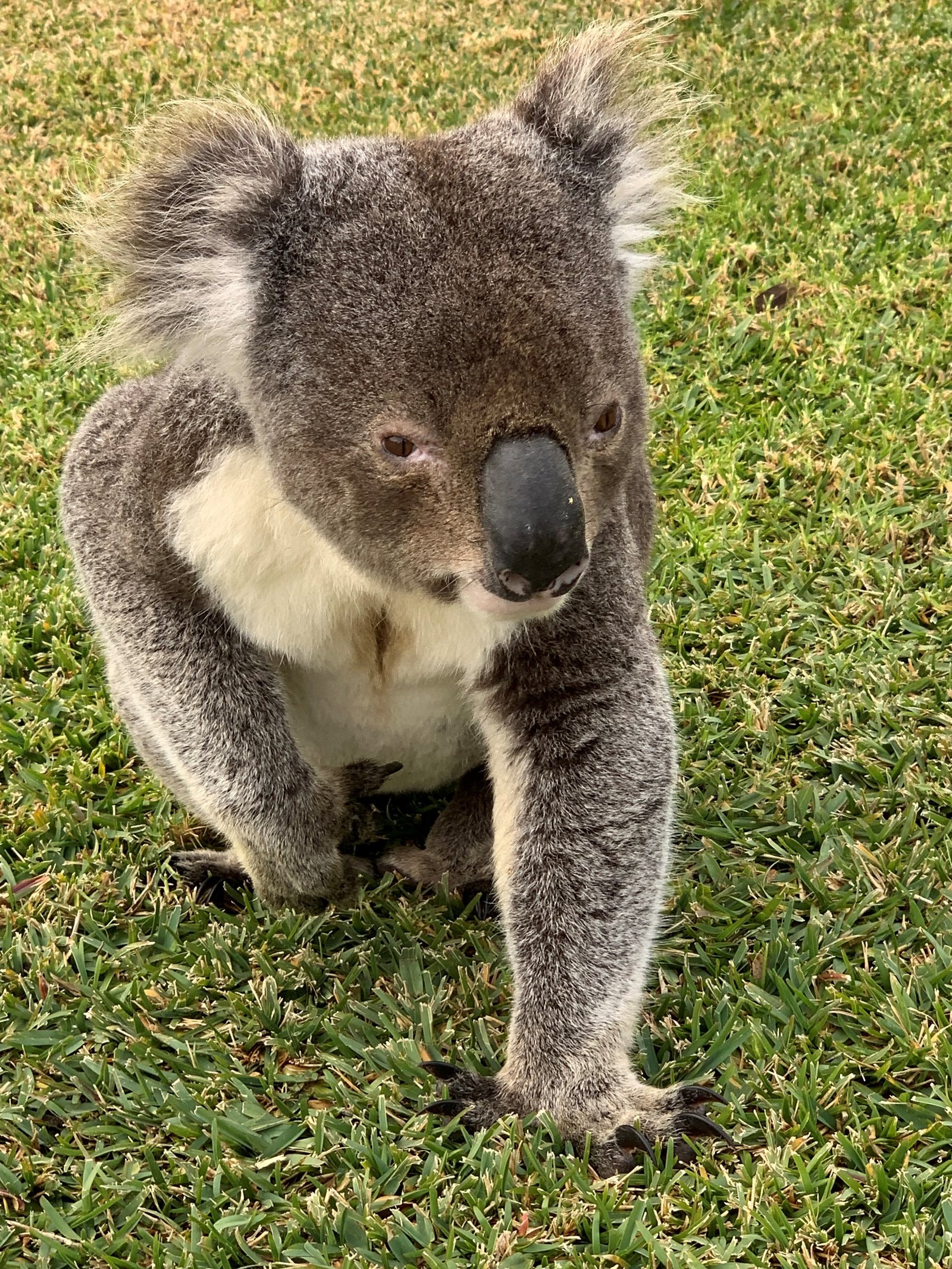 63 Kent Gardens SOLDIERS POINT 17