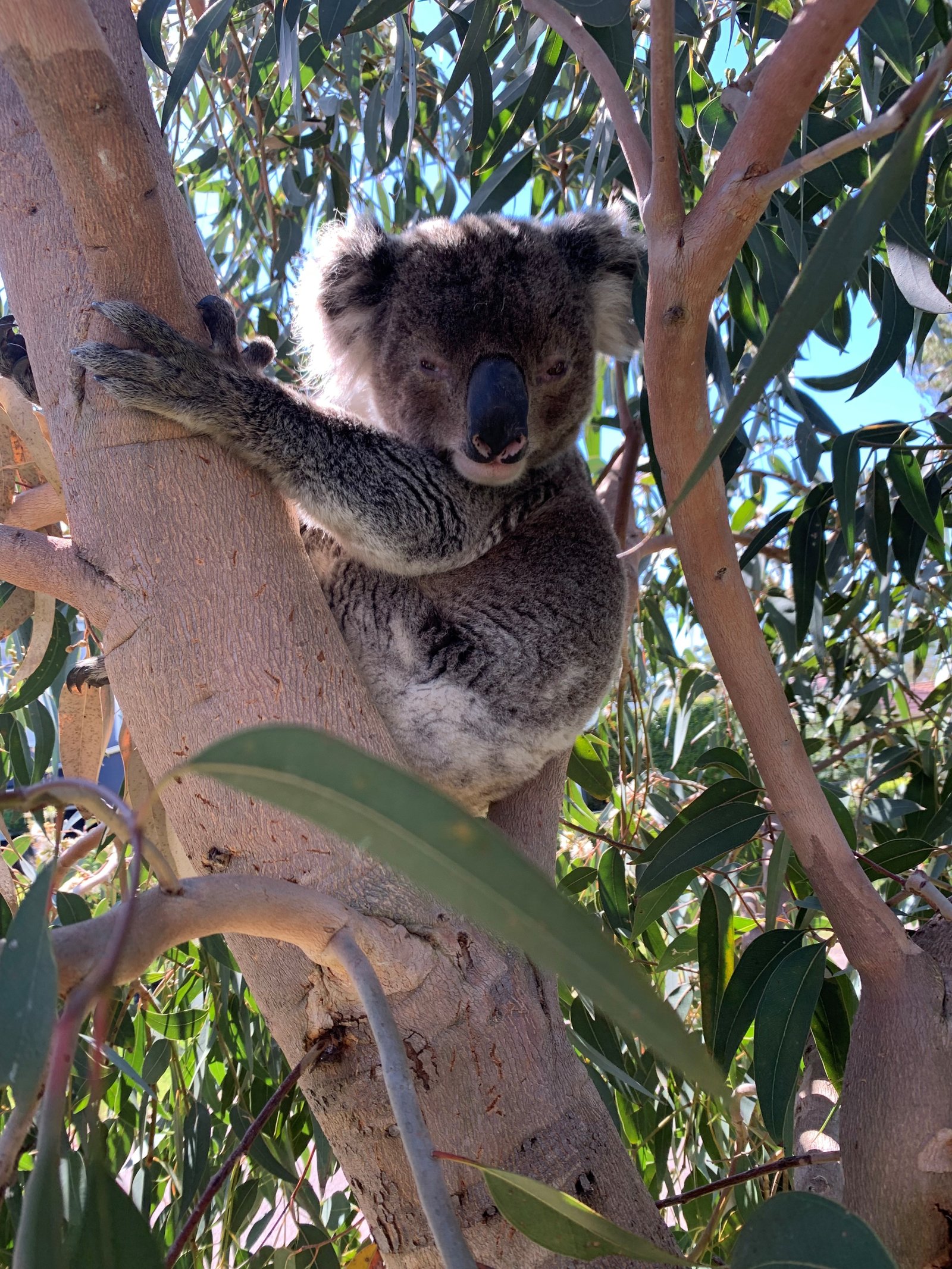 63 Kent Gardens SOLDIERS POINT 22