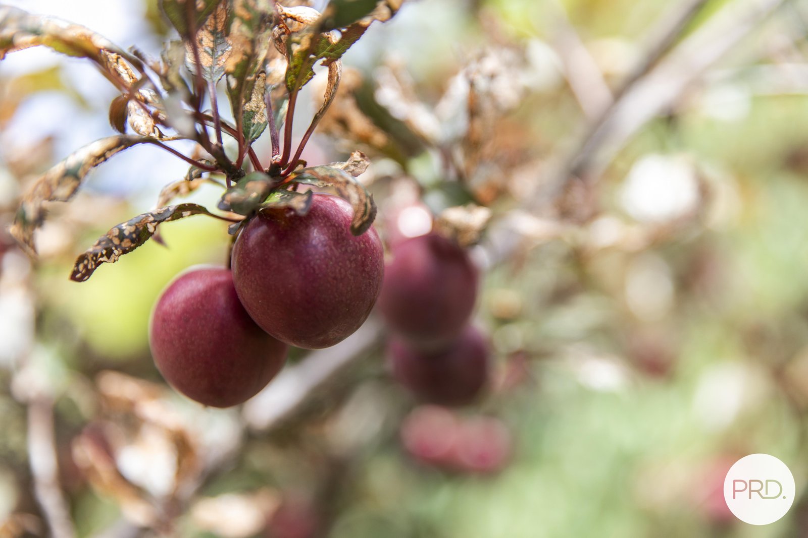 65 Warrenheip Road WARRENHEIP 16