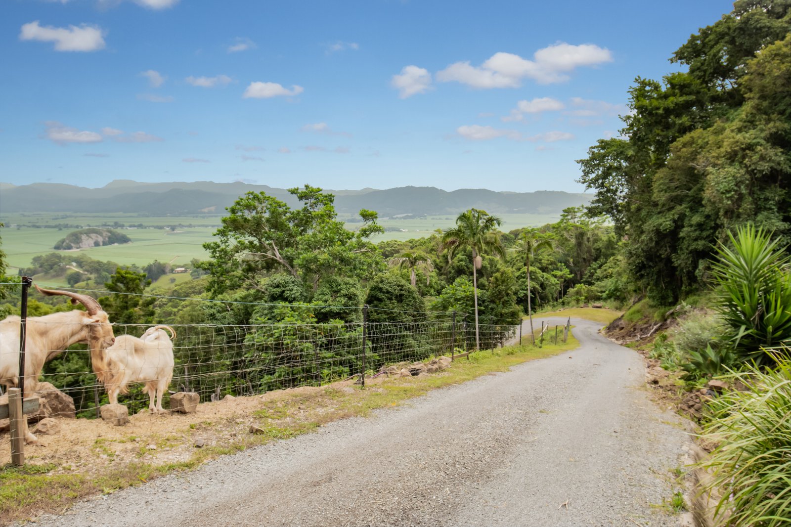 66 Farrants Road FARRANTS HILL 14