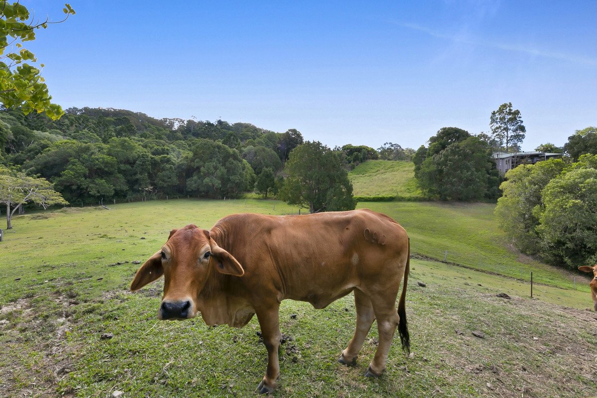664 Currumbin Creek Road Currumbin Valley 6