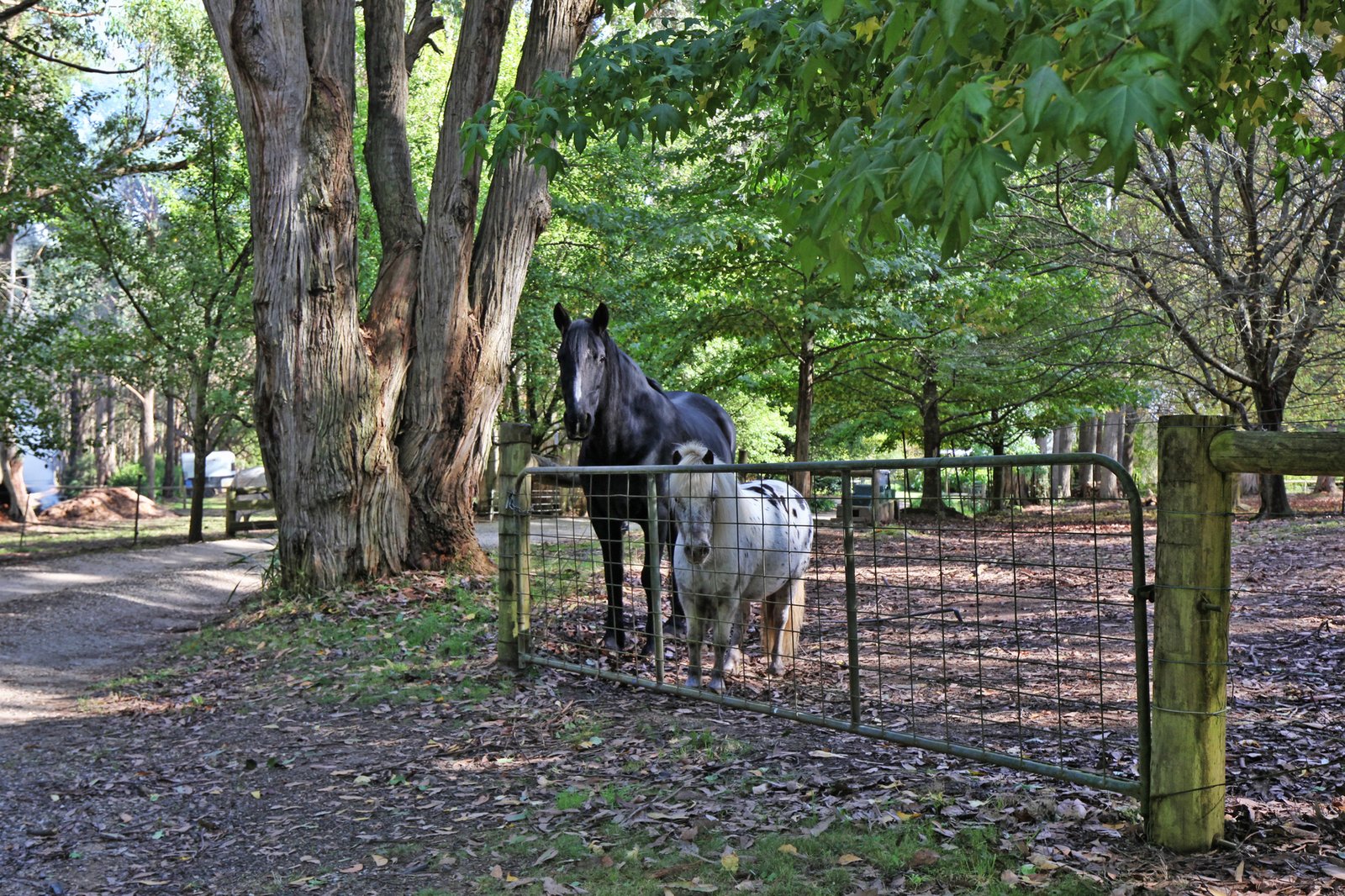 Real Estate and Property in 669 Sandy Creek Road, Riddells Creek, VIC