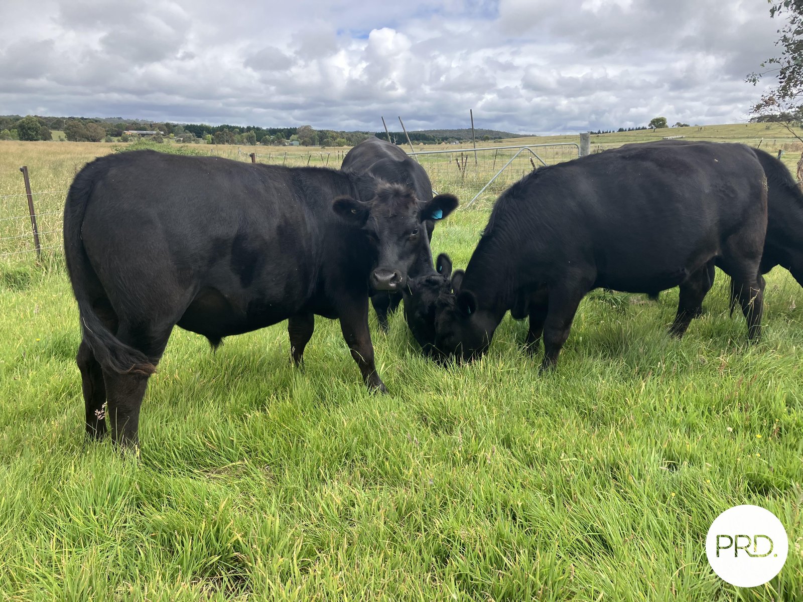 67 Warramunga Close WAMBOIN 31