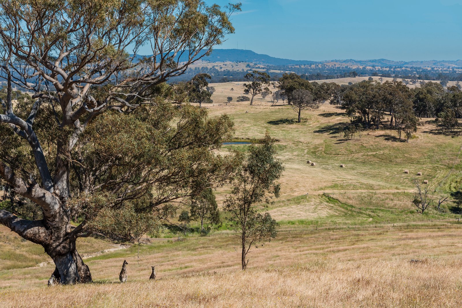 Real Estate and Property in 679 Dallistons Road, Barfold, VIC