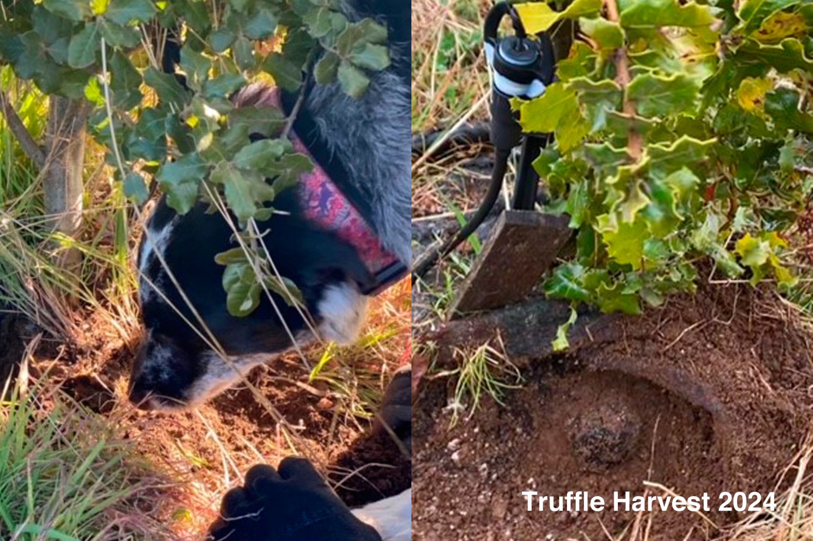 Real Estate and Property in 679 Dallistons Road, Barfold, VIC