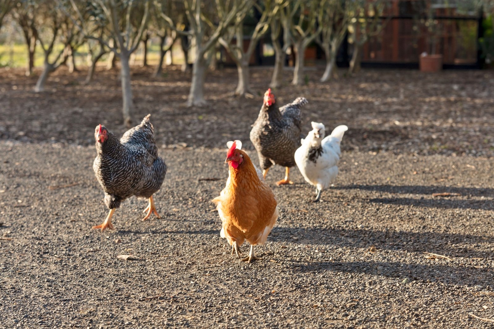 Real Estate and Property in 68-82 Arrigo Drive, Wallington, VIC