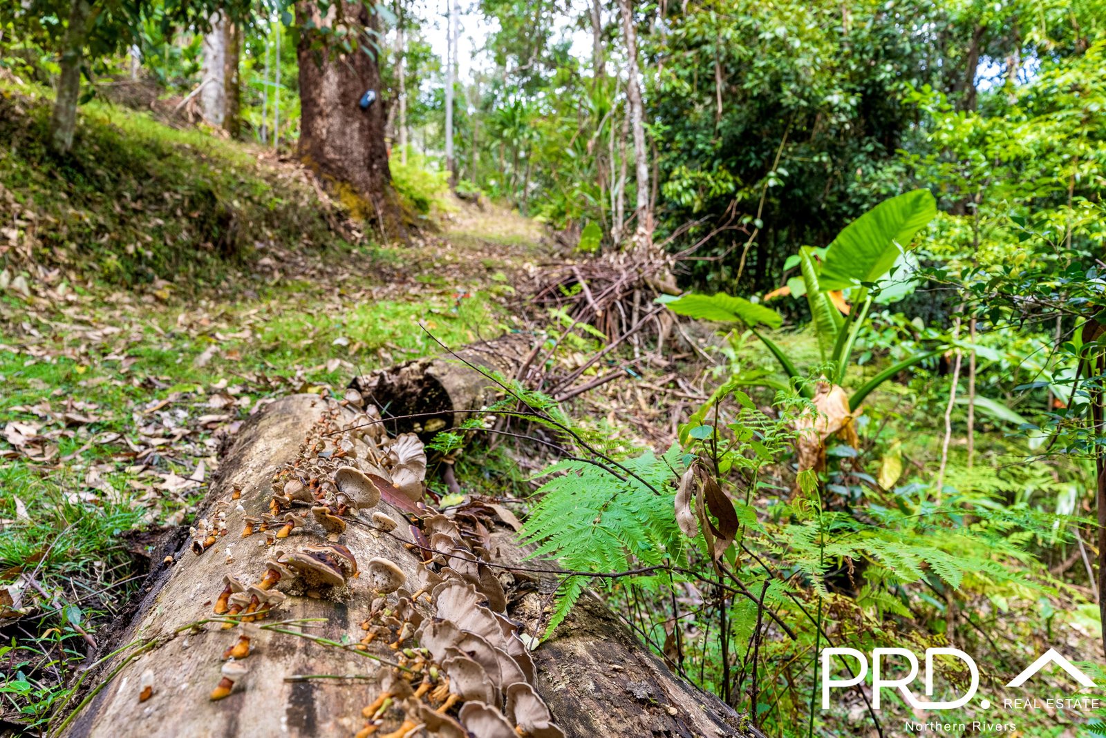 69 Turpentine Road WARRAZAMBIL CREEK 23