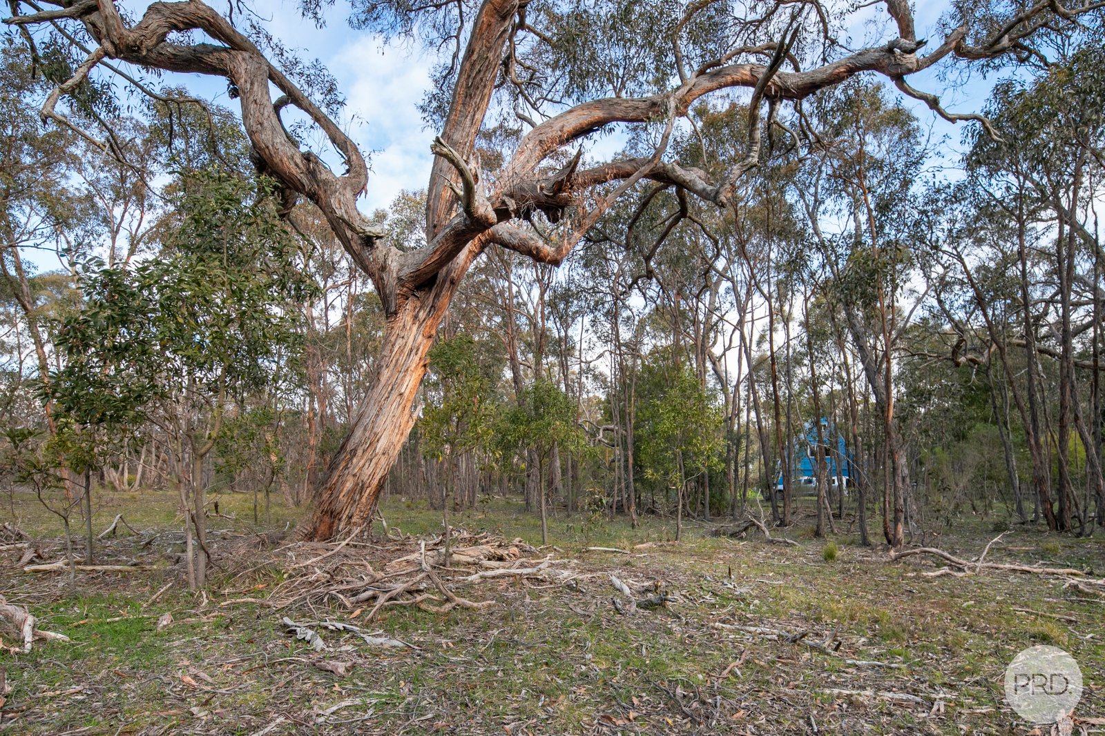 7 Barkers Lane ELAINE 17