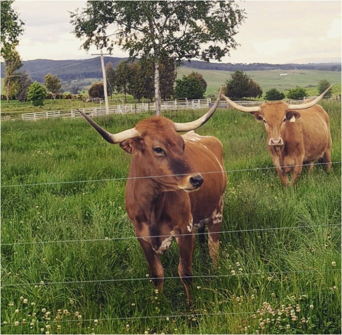 7 Glenroy Hills Road TUMBARUMBA 3