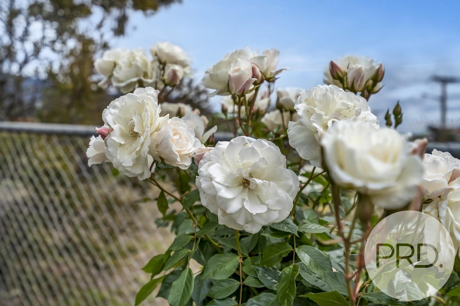 7 Malabar Road CLAREMONT 15