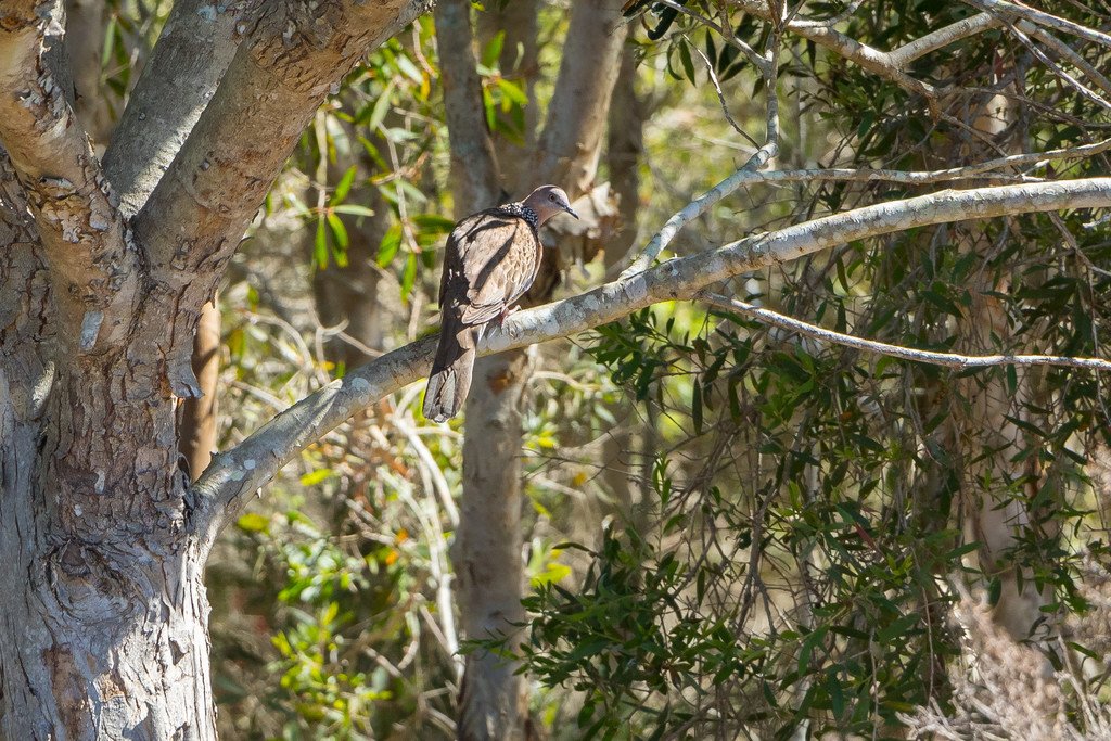 7 Seacrest Drive WONDUNNA 2