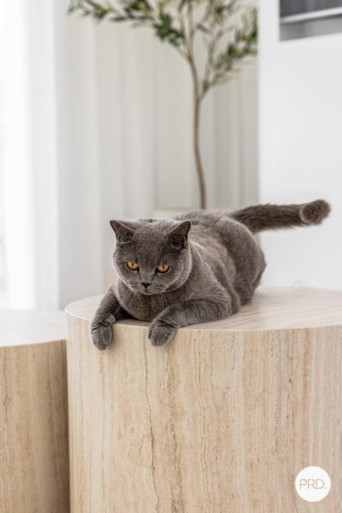 7 Stewart Avenue PEAKHURST 14