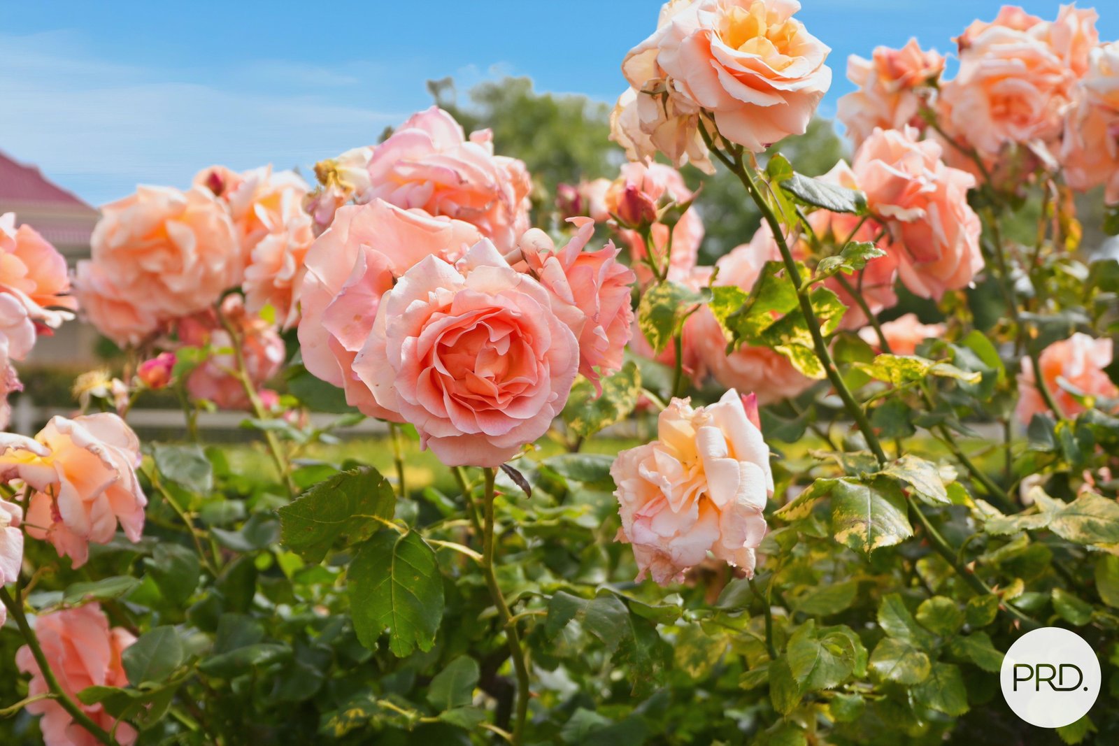 7 Tower Road NEW TOWN 4