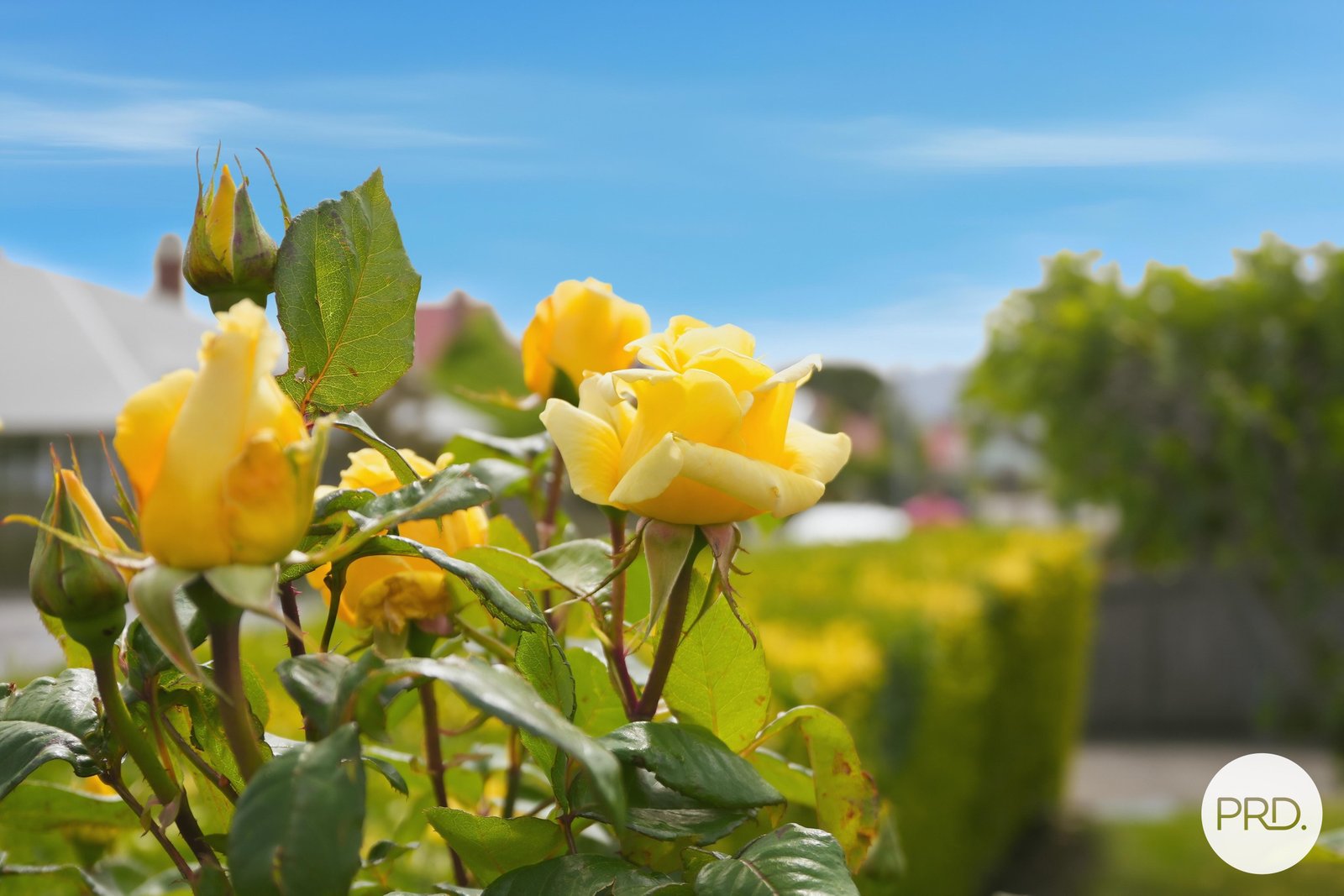 7 Tower Road NEW TOWN 6