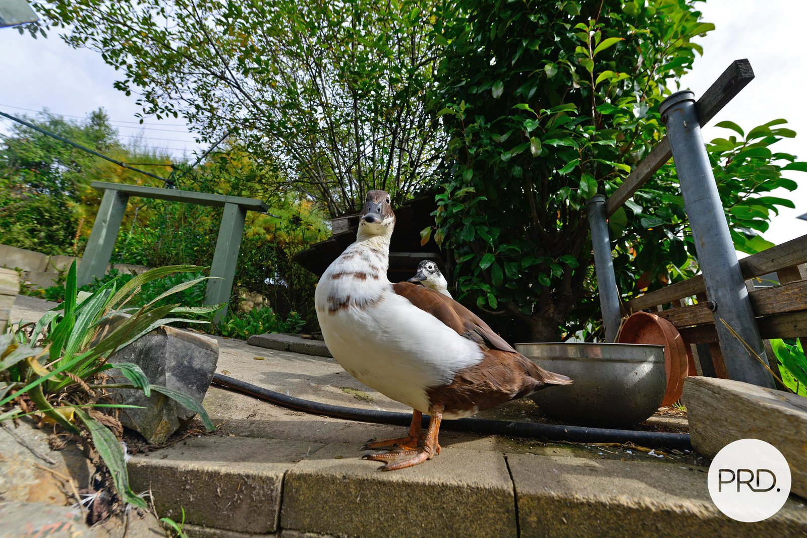 72 Glenora Road NEW NORFOLK 22