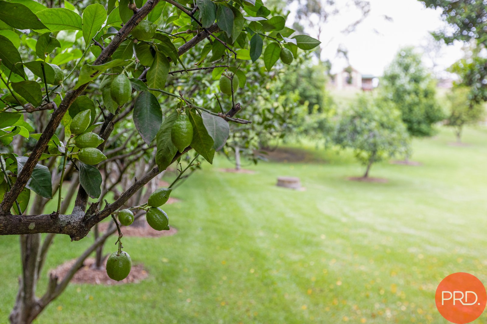 72 Paterson Road BOLWARRA 33