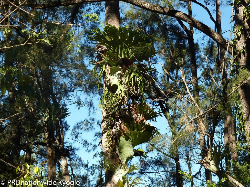 722 Roseberry Creek Road KYOGLE 5