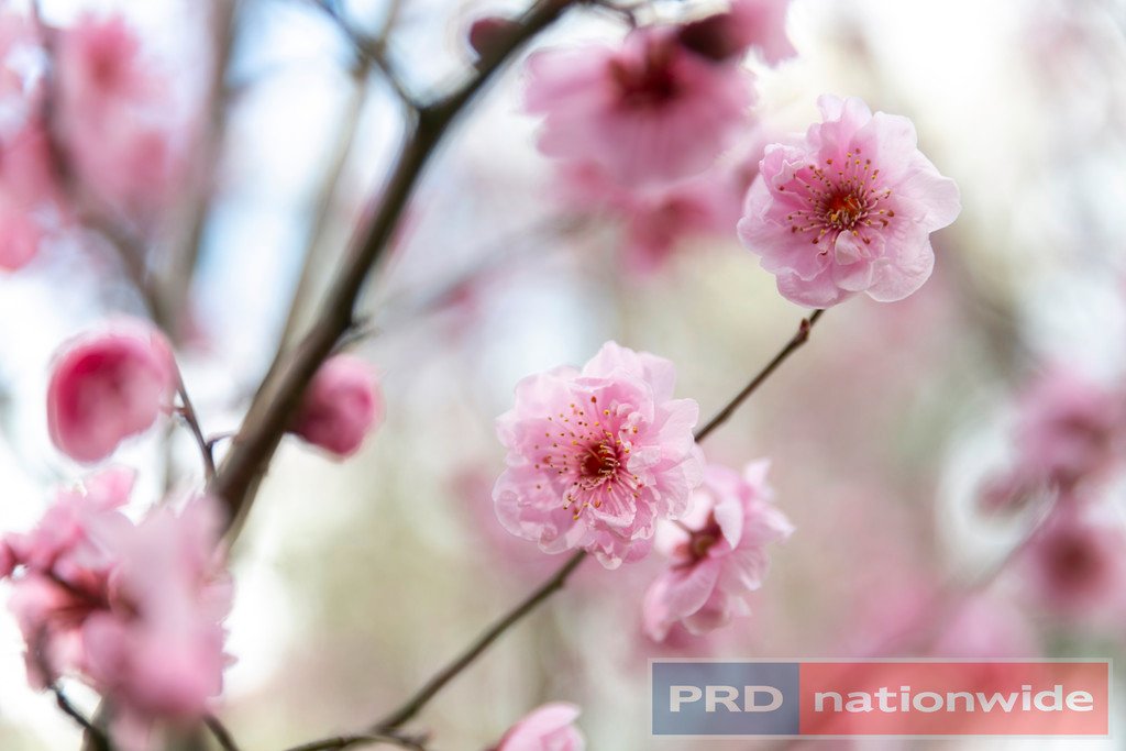 73 Fraser Street CLUNES 15