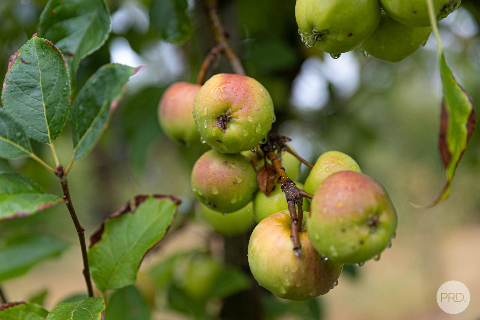 74 Exchequer Road CAPE CLEAR 22