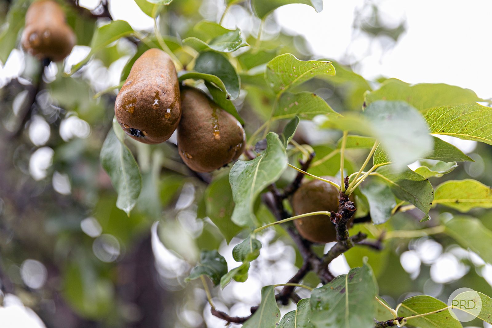 74 Exchequer Road CAPE CLEAR 23