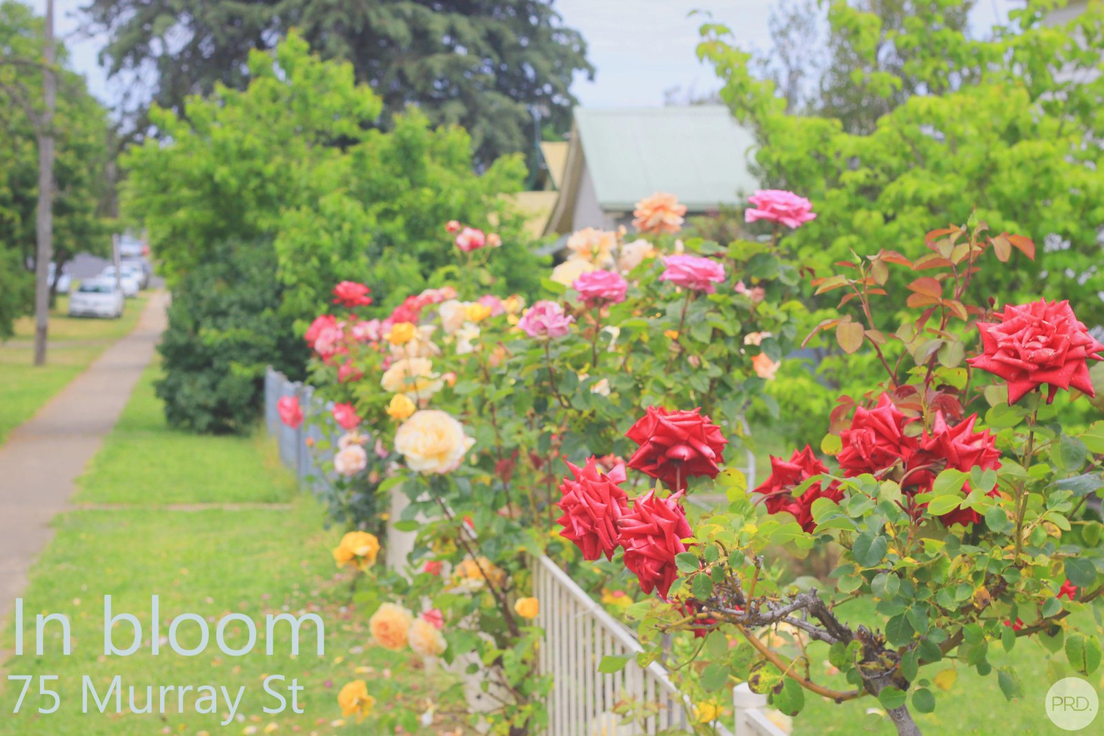 75 Murray Street TUMBARUMBA 17