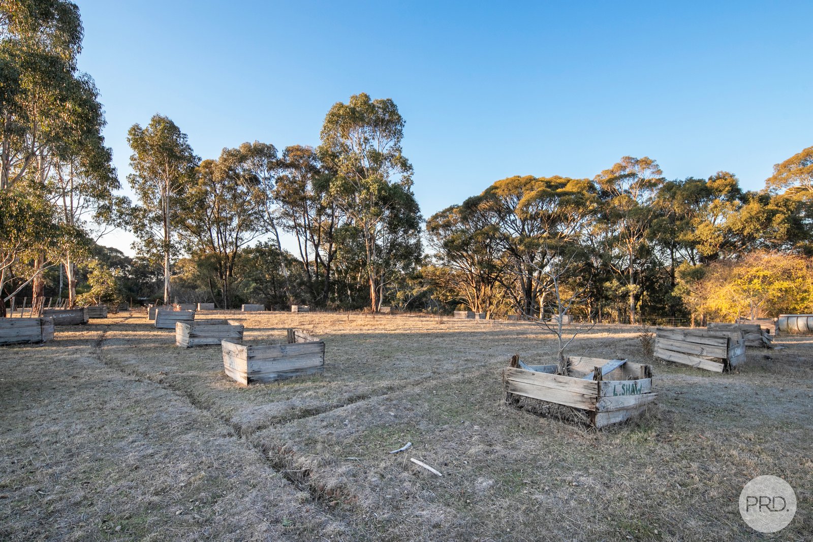 75 Petticoat Road CABBAGE TREE 6