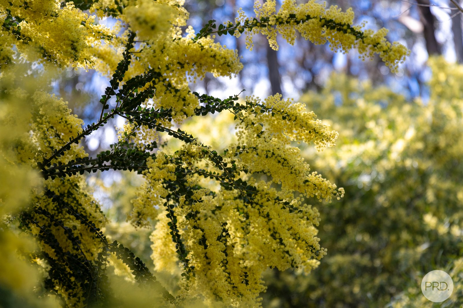 75 Stringybark Track MOLLONGGHIP 13