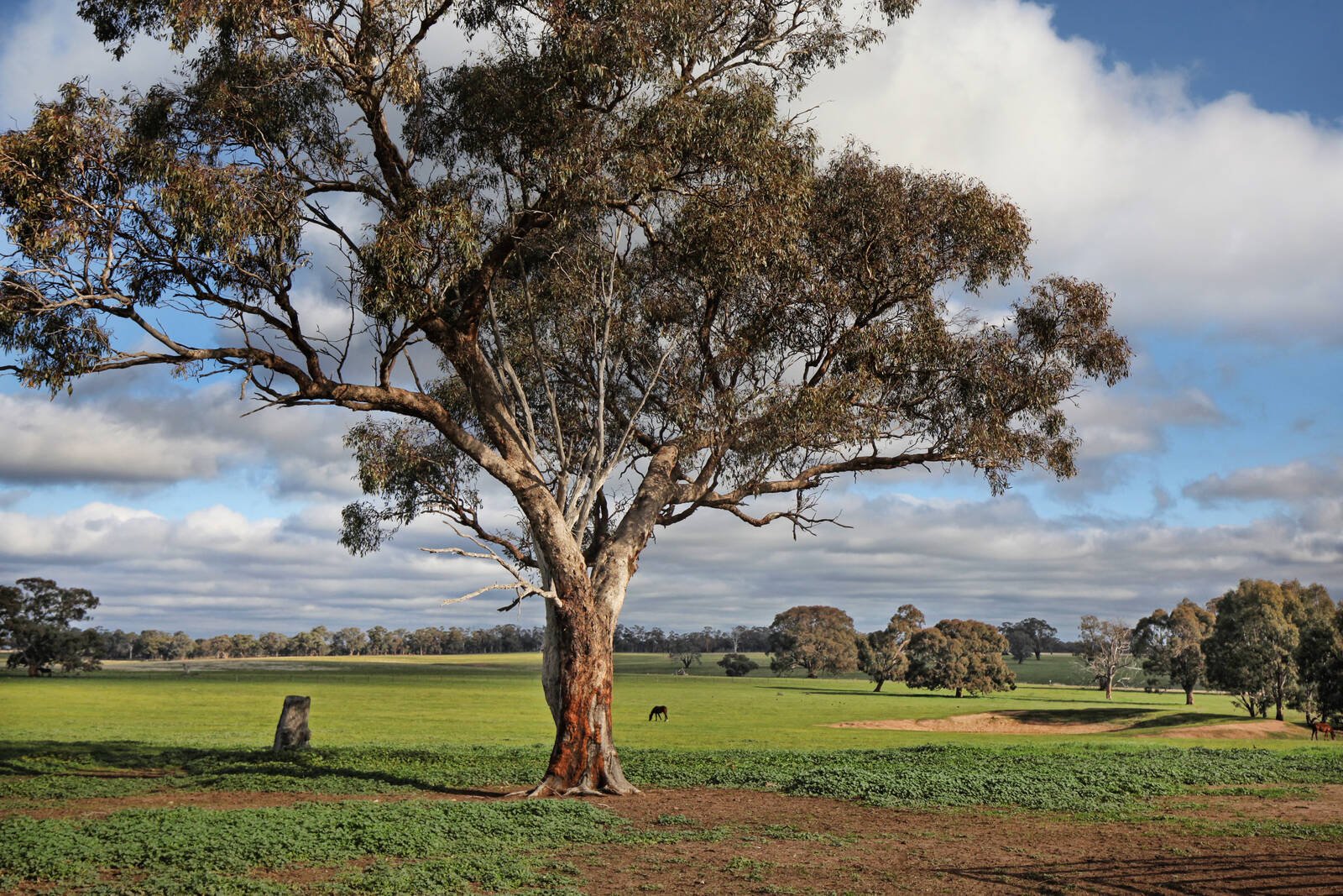 Real Estate and Property in 753 Mia Mia - Derrinal Road, Heathcote, VIC