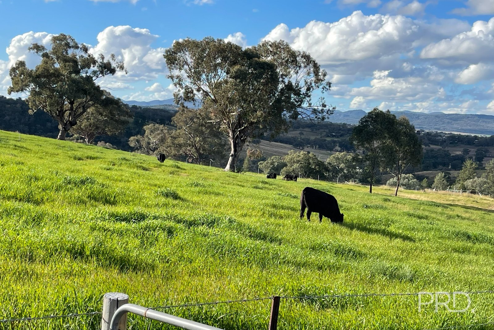76 Ray Carter Drive QUIRINDI 9
