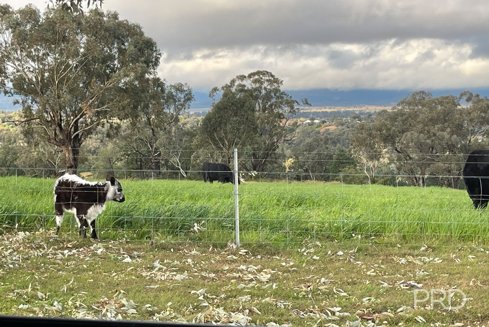 76 Ray Carter Drive QUIRINDI 33