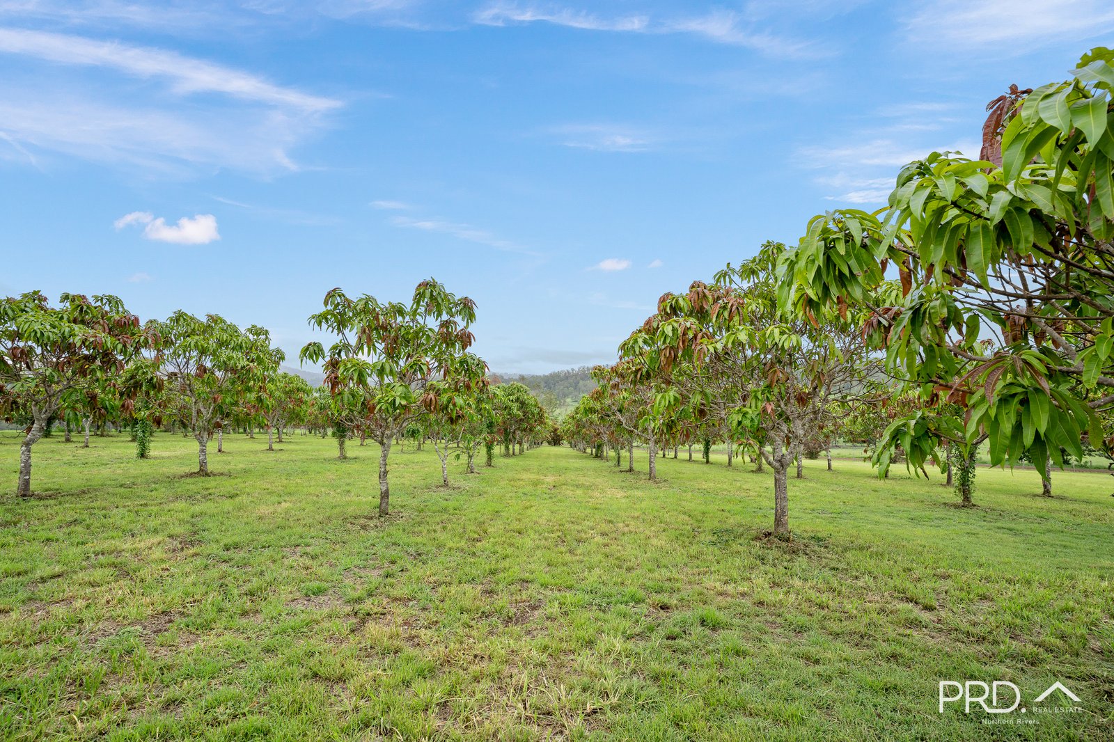 763 Old Cob 'O' Corn Road KYOGLE 16