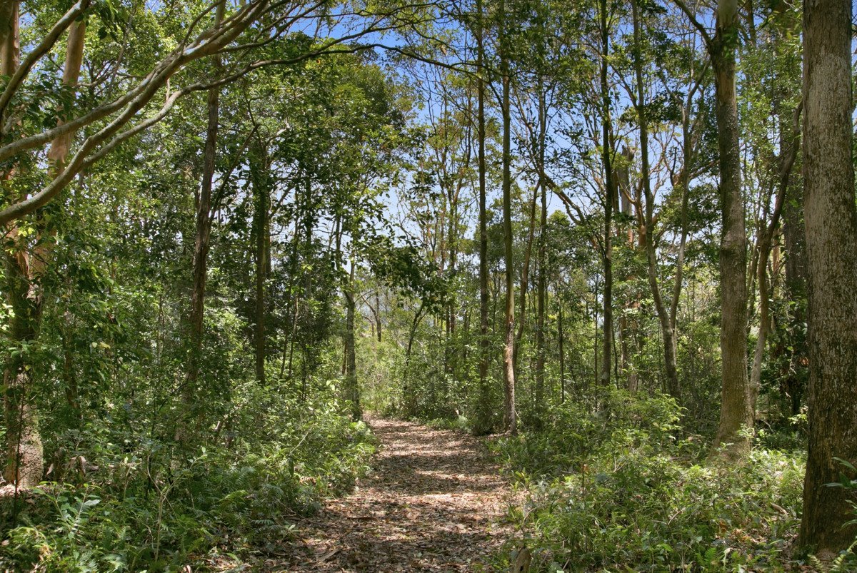 767 Trees Road Currumbin Valley 23