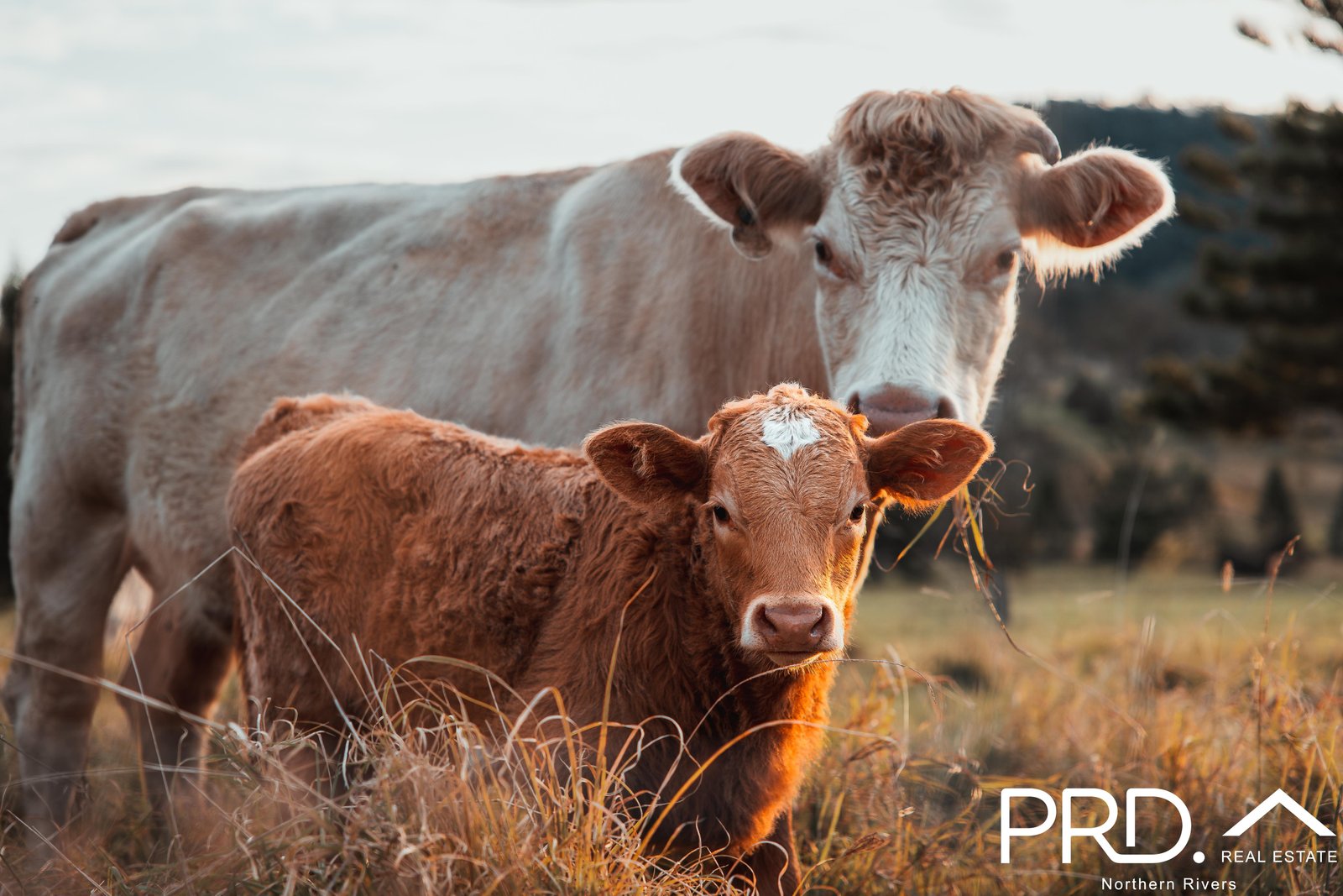 77 Windarra Place KYOGLE 17