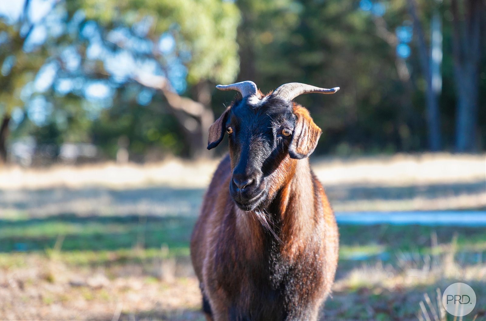 785 Bells Road HADDON 21