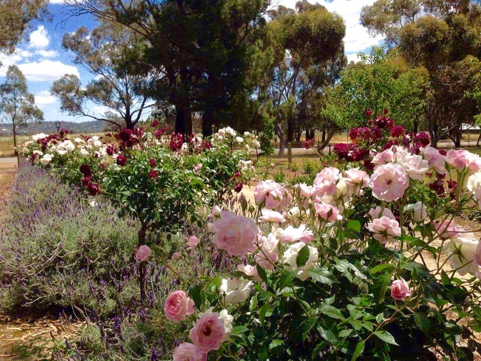 79 Mitchell Road LAKE ALBERT 5