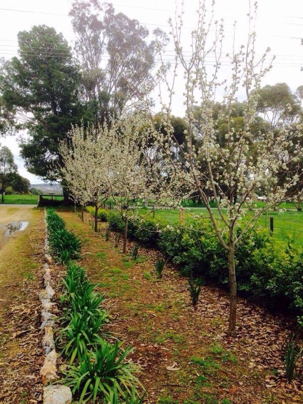 79 Mitchell Road LAKE ALBERT 6