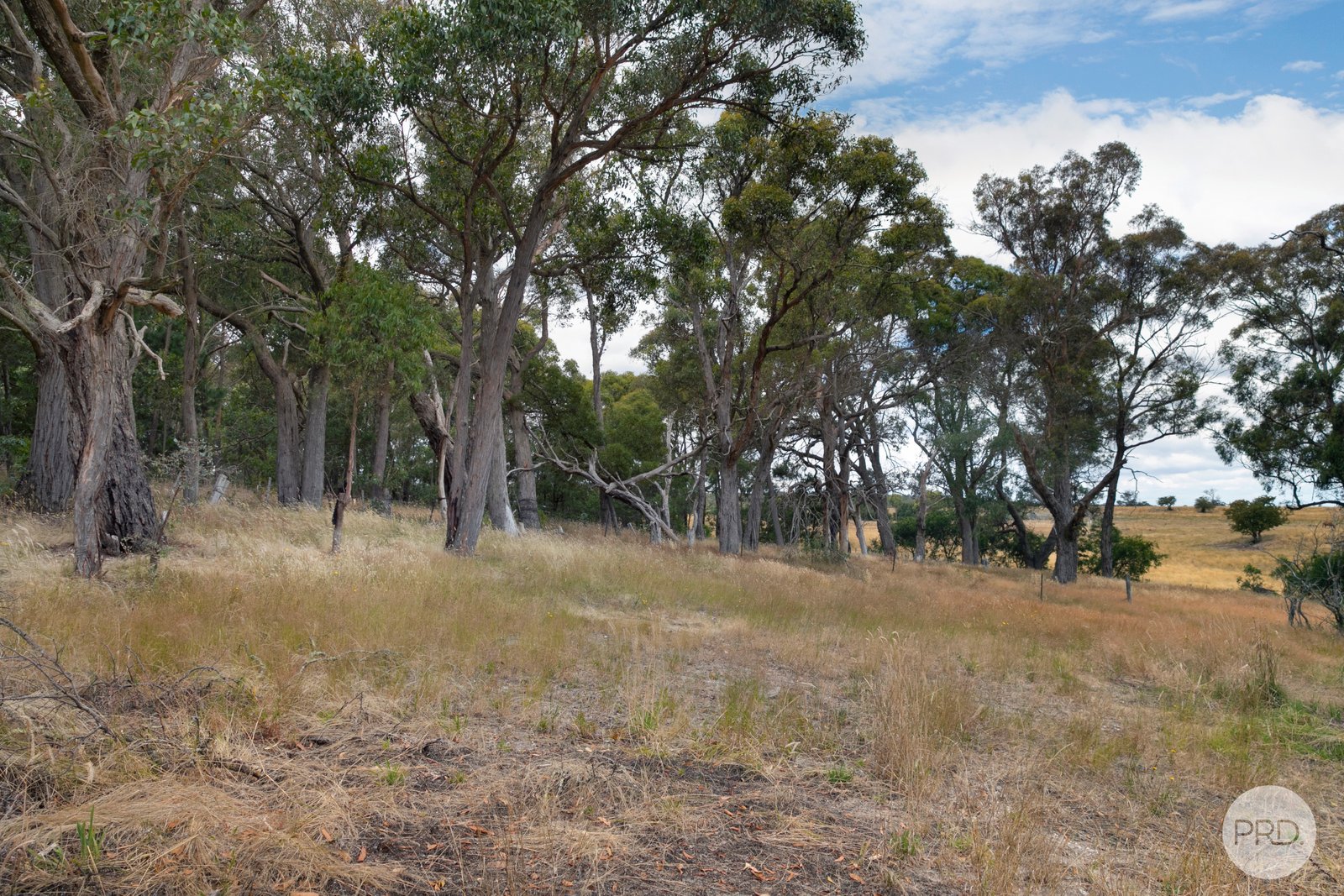 8 Station Street SCARSDALE 15